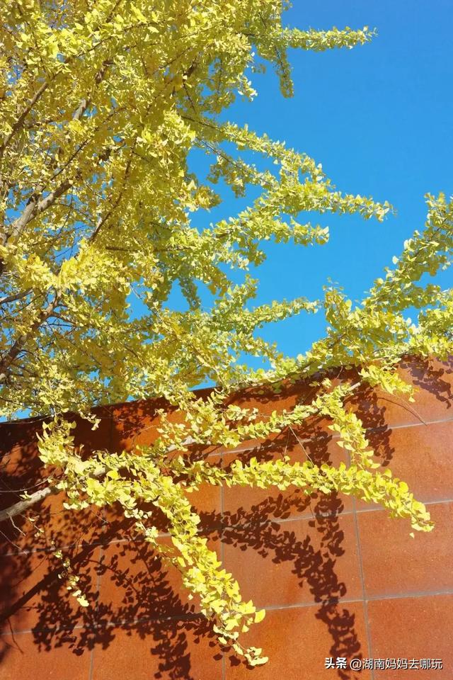 藏不住了!望城这片小众银杏秘境已到最佳观赏期,还能露营、骑行、摘果子