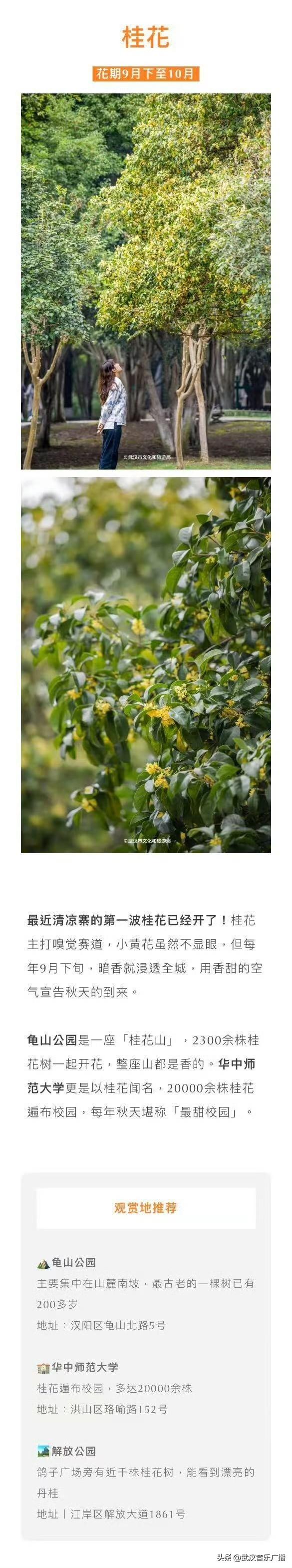武汉秋天的第一波花海香了