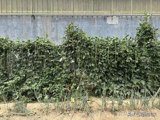 冠县乡韵·甘官屯镇太平庄