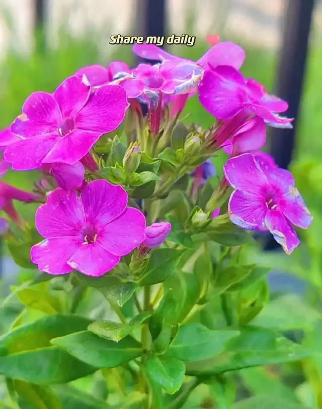 阳台院子必种！这10种花堪称传家宝＂，栽1回年年爆花