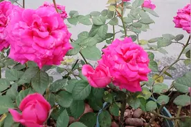 陕西省第十三届基础教育教学成果奖拟获奖项目名单图片