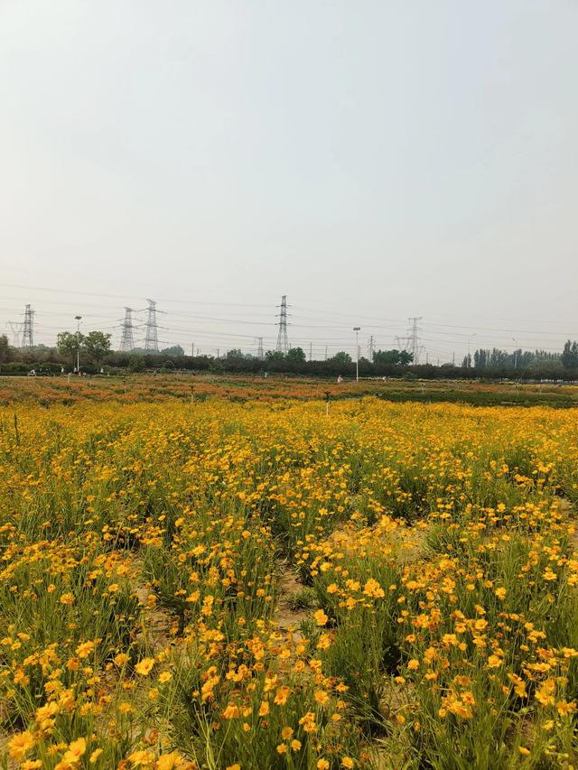 天津又一新建的公园~《山水花苑》