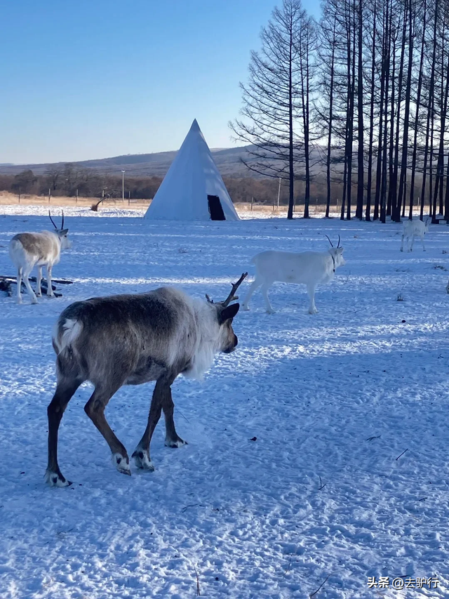 中国最冷的城市，一年9个月供暖，早市摆满野味，南方人羡慕了