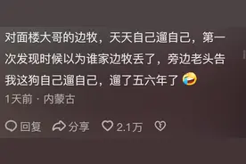 边牧能有多聪明？网友：我就说狗是狗，边牧是边牧图片
