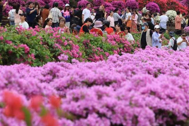 莲花山公园“人从众” 2025深圳簕杜鹃赏花周顶流花海“热到爆”