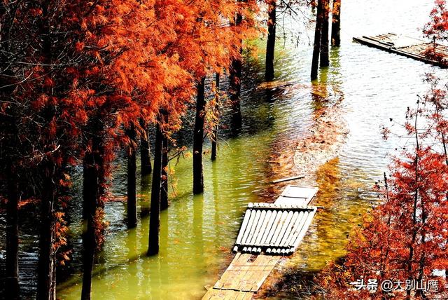 川藏线上的红杉树，让我领略到不一样的冬日美景