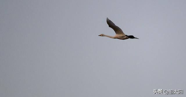 景泰盐沼湿地暮秋风景异
