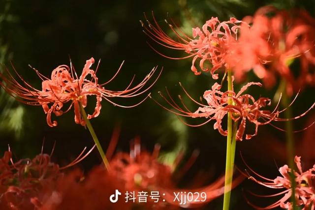 汉中这片彼岸花已进入最佳观赏期！