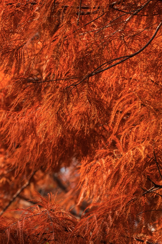 临沂「红杉」「红枫」浓度拉满，出片率100%