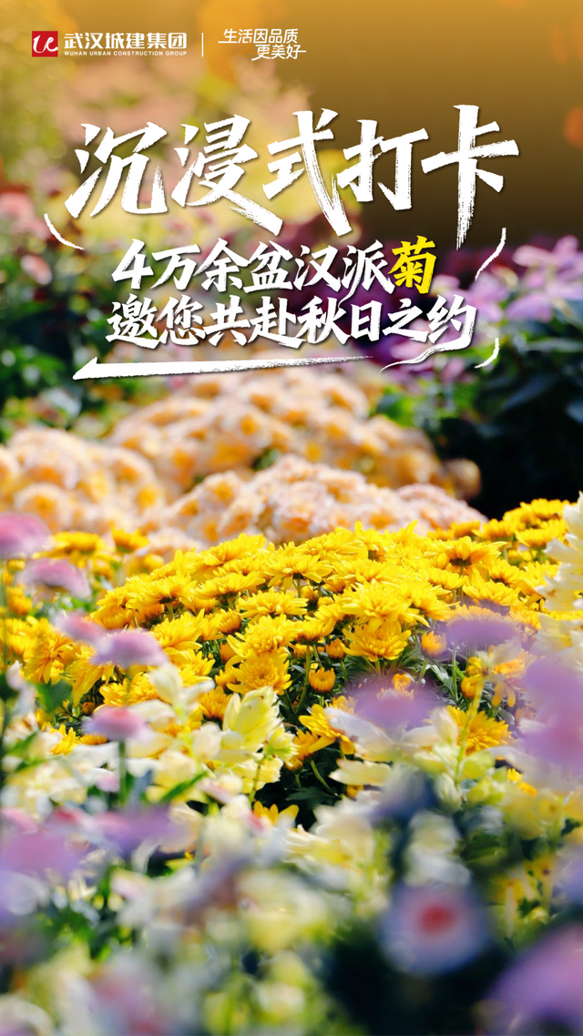 年度金秋盛宴来了，武汉城建集团邀您逛菊展、赏名菊、拍美照！