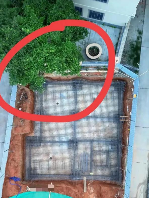 全红婵家建房再受阻后续！越界大树“挡路”不让砍，邻居终于妥协