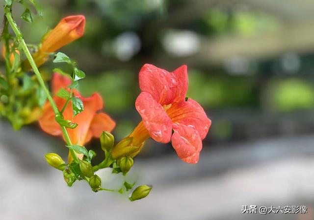 六安：丹桂飘香瓜果甜 山水美景等你来
