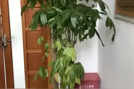 养发财树，只要不买回家就不会死！买到家里，死亡率90%！图片