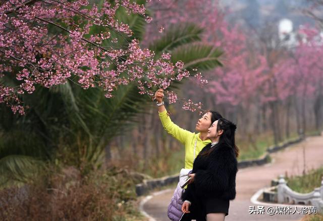 六盘水月照养生谷：冬樱花盛开引客赏花打卡