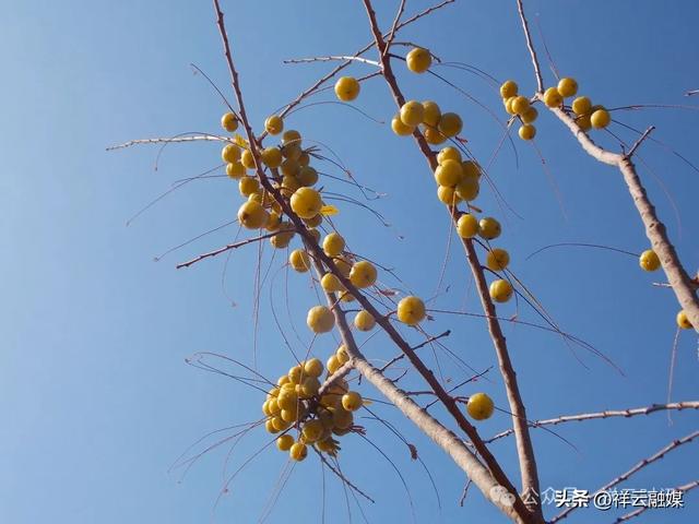 旅居祥云 | 米甸镇:橄榄好吃回味甜