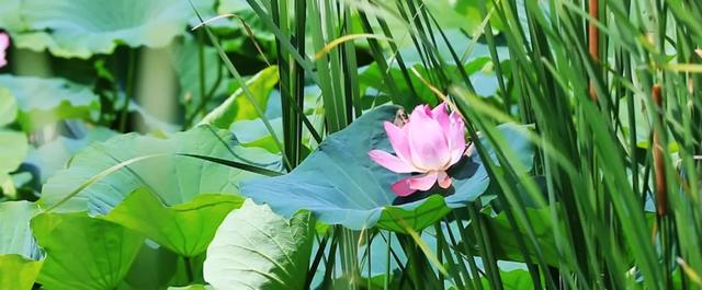 夏日南湖 盛满悠然时光
