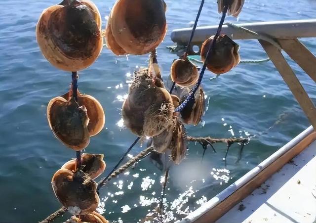 没有回旋余地，中国下令直接收回，17万日本人泪奔，高市闯祸了！