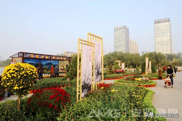 安阳市第32届菊花展开幕！持续到11月中下旬
