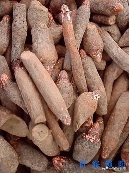 付聪林 | 记忆深处的锁阳