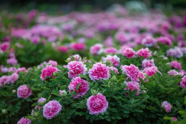 太期待了!接下来的洛阳,是这样的...