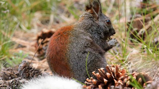 美国国家公园独有的12种神奇野生动物，你见过吗？