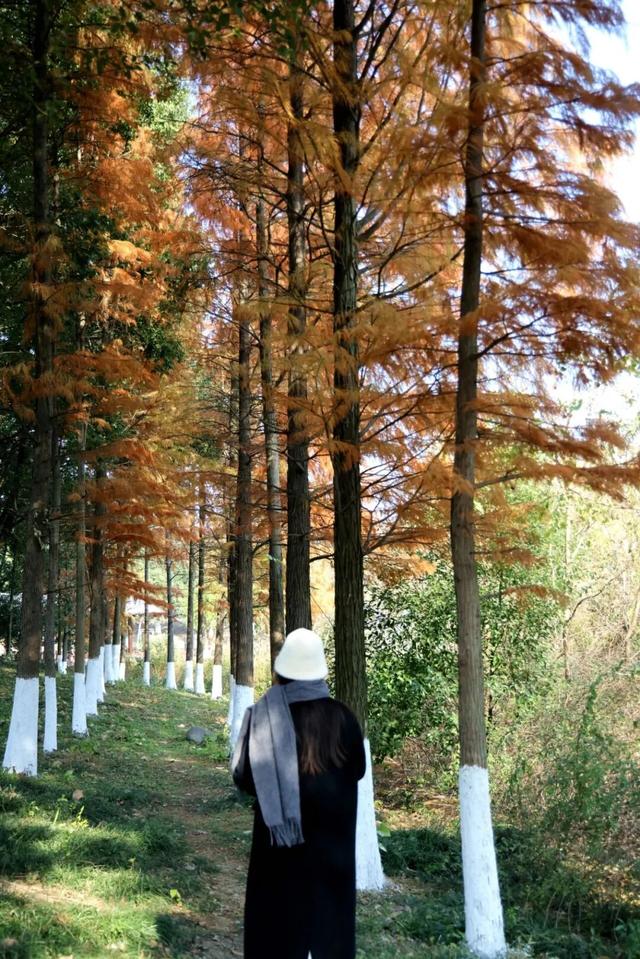 季节限定，丹徒这里“红”了！