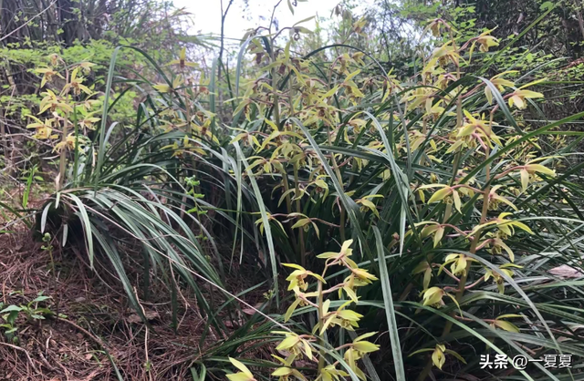 曾风靡全国的“骗局”	，却被捧上神坛炒到千万！如今白菜价没人要