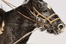 蒙古骑兵西征时，为什么不换骑高大的欧洲马？缴获的马去了哪里？图片