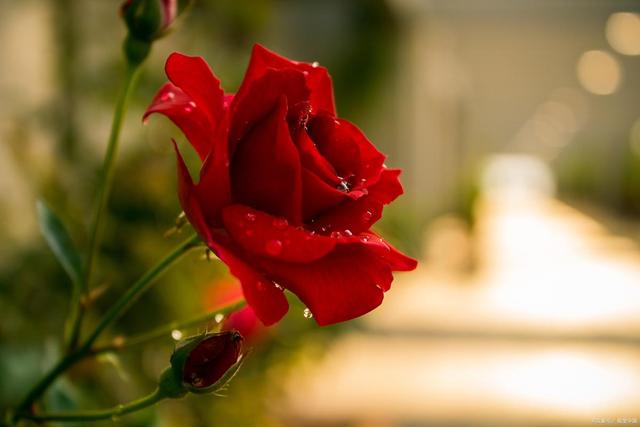 情感爆文：爱是信任，不是占有，是心心念念的彼此牵挂