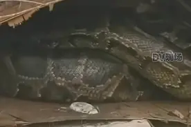 广东一村子路旁发现多条大蟒蛇及数个蛇蛋？当地：已抓走一条，蛇蛋被水泡坏了图片