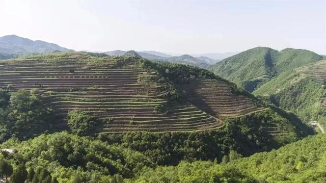 汝阳的一张绿色名片杨树岭古皂荚树