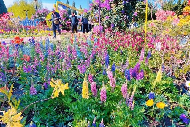 半日休闲游玩 | 牡丹+流苏+多巴胺花海，好拍到停不下来