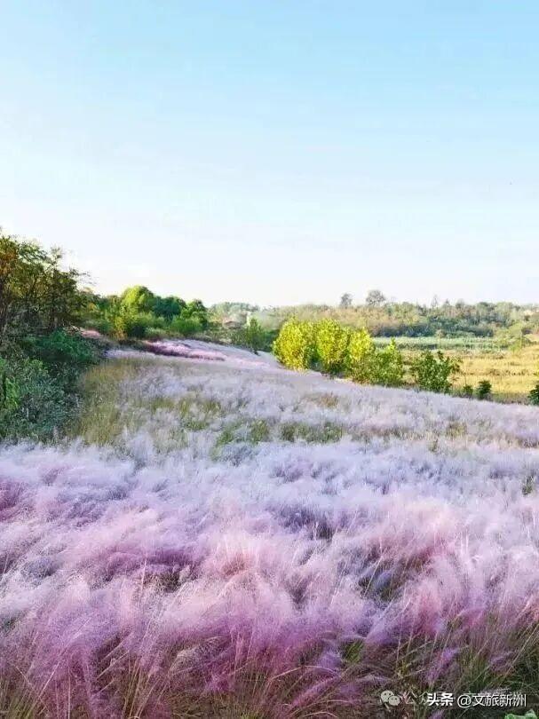 双节畅游新洲 | 粉的、紫的、金黄的…...新洲花海美成秋天童话！国庆假期来打卡~