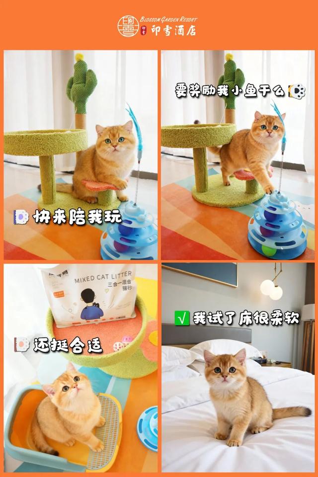 在韶关，带毛孩子去哪“浪”？这份宠物友好地图请收藏，撒欢不踩雷~