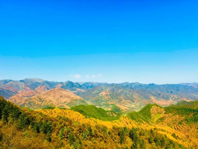 天嘉路上秋意浓