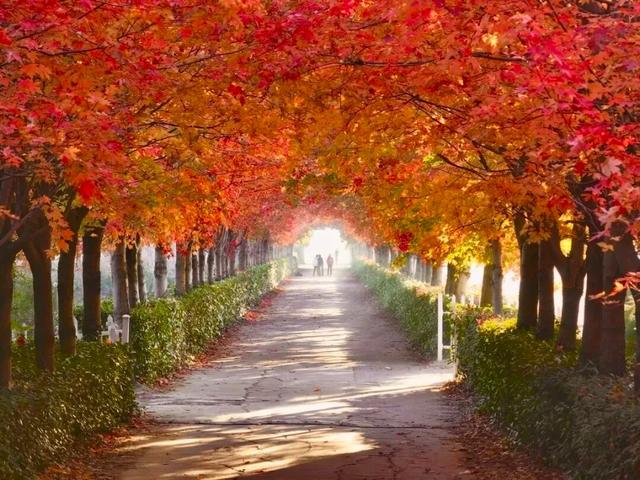 苏州秋天打卡线路推荐→