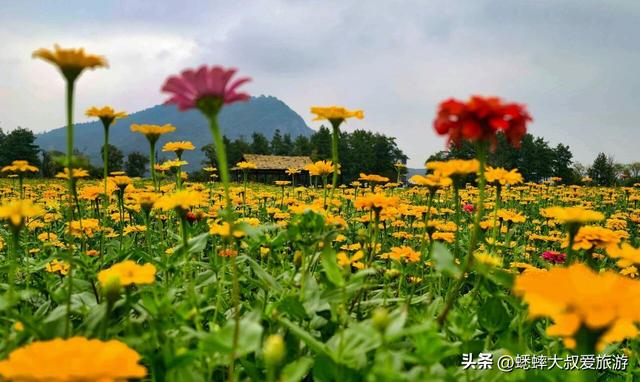 爱花小伙伴们：杭州湘湖花海盛放期来临，来免费嗅浪漫花香吧！