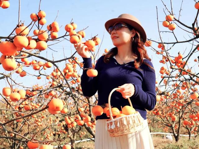 柴桑区新塘乡胡桥村：千亩柿红引客来