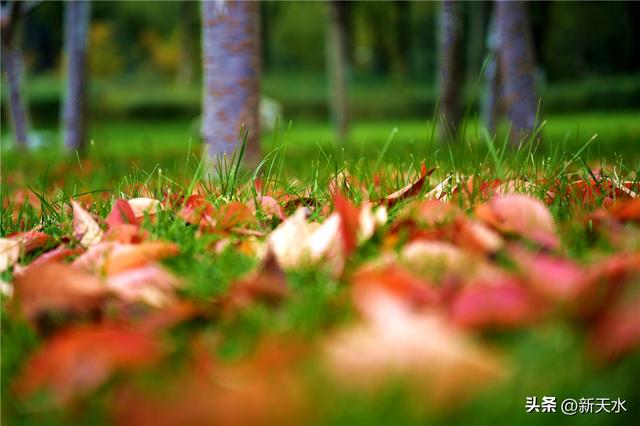 五彩斑斓 叠翠流金 秦州的秋日美极了！