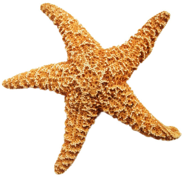 阿里88与哪吒3的故事：乘法表超快巧学大秘诀魔法花园（1）