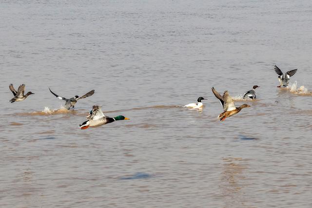 黄河聊城段：飞鸟翔集演绎冬日生态美景