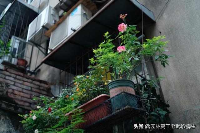月季度夏秘籍：自制辣椒水杀虫，遮阴防假死