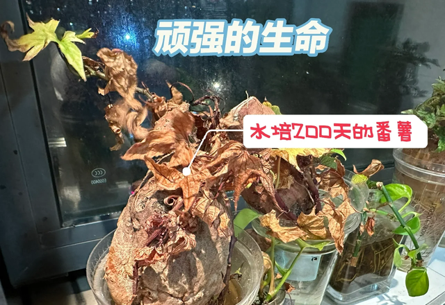 江苏一女子因一棵“水培红薯”走红，网友：美到心坎里，太治愈了