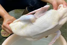 鸭子去毛原来这么简单，农村小伙教你一招，10分钟就搞定，一根不留，太实用了！图片