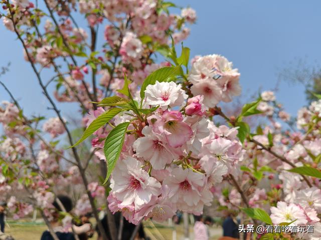 北京公园赏花记