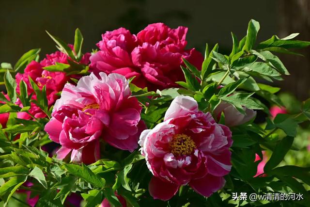 极美洛阳城牡丹迎春吐蕾绽放