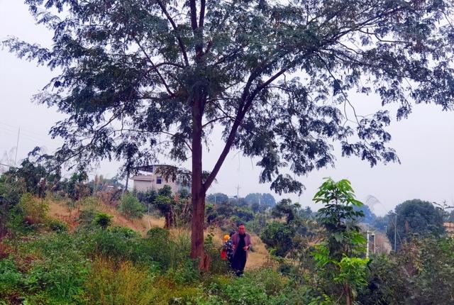 影沉枝聆万籁 蛙声遁迹问天和一一长江岸边泸州马道子村考察行