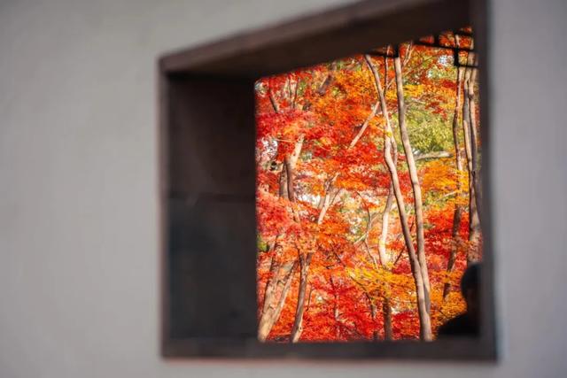 秋色限定!沪上园林已达颜值巅峰→