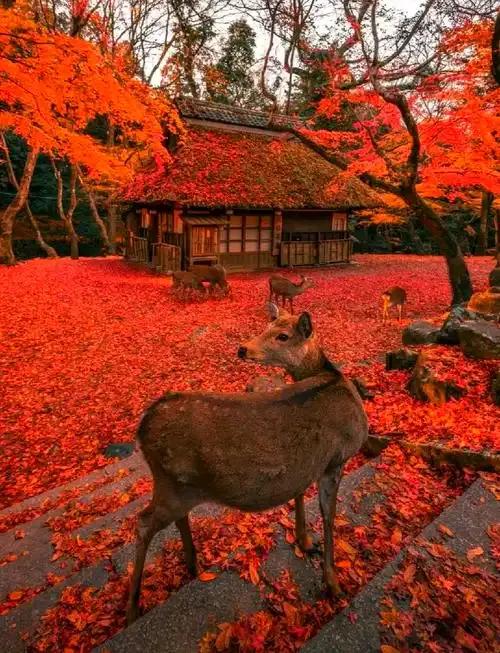 日本古都——奈良