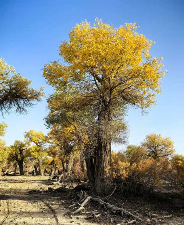 全世界70%的胡杨在这里！